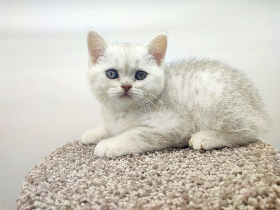 Бриташки Очаровашки