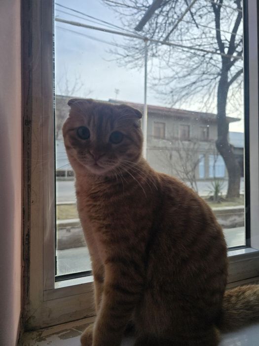 Skotsh fold  5 oylik mushuk tezda arzonga sotiladi