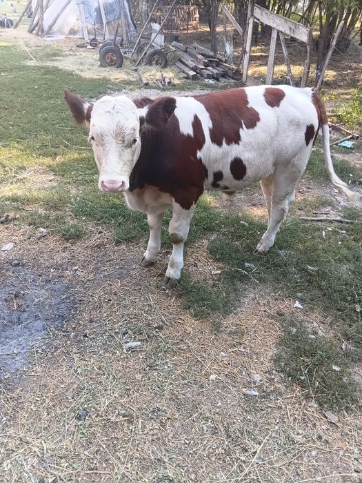 Taurași de vânzare