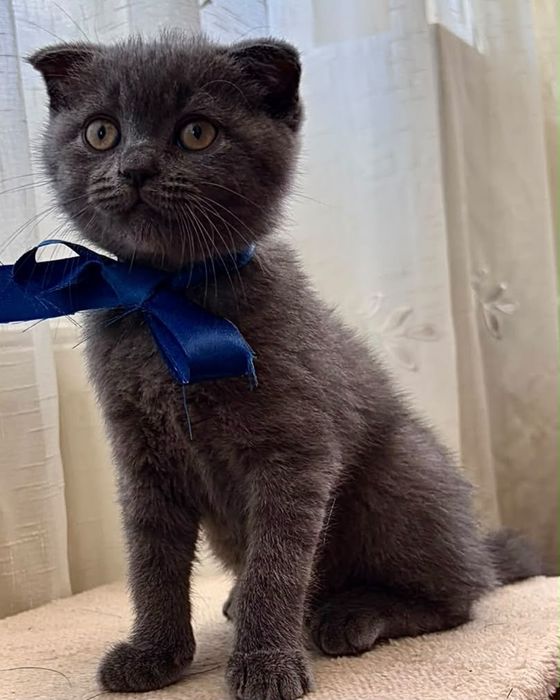 Scottish Fold/Straight