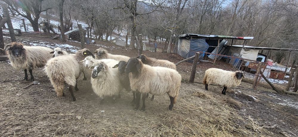 Vand 10 oii carabase și țurcane