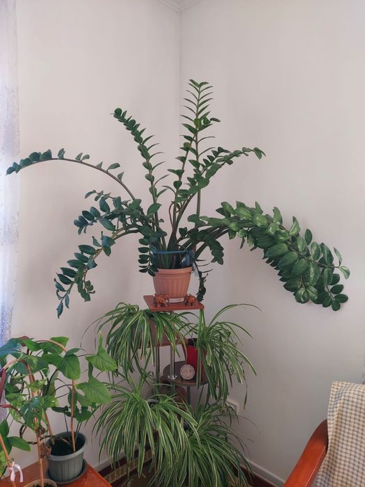 Продам домашние растения