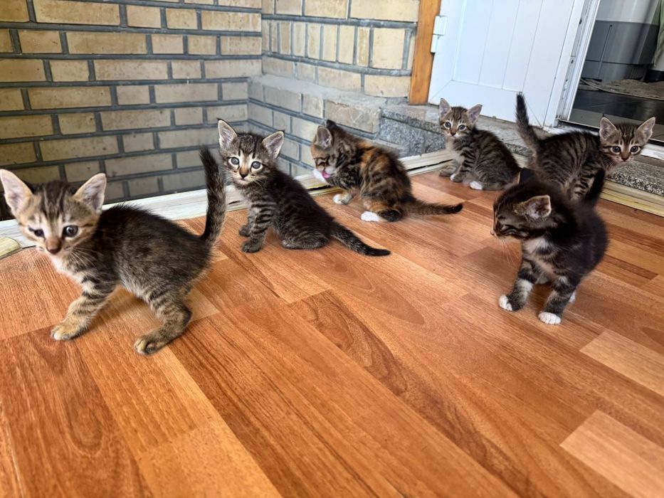 Котята даром в хорошие руки