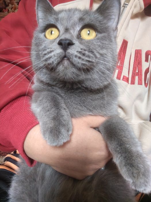 Britanskaya karotkasherstnaya