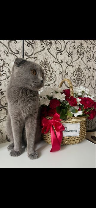 Отдам британскую кошку