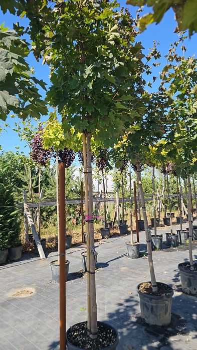 Acer platanoides- Acer crimson king- Tei de floare - Catalpa globulara