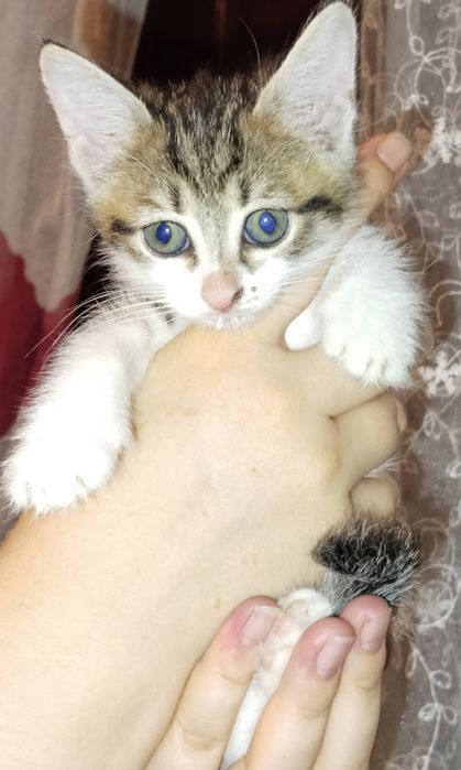 Отдам котят в хорошие руки