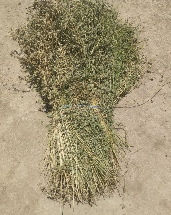 Бог Беда сотилади