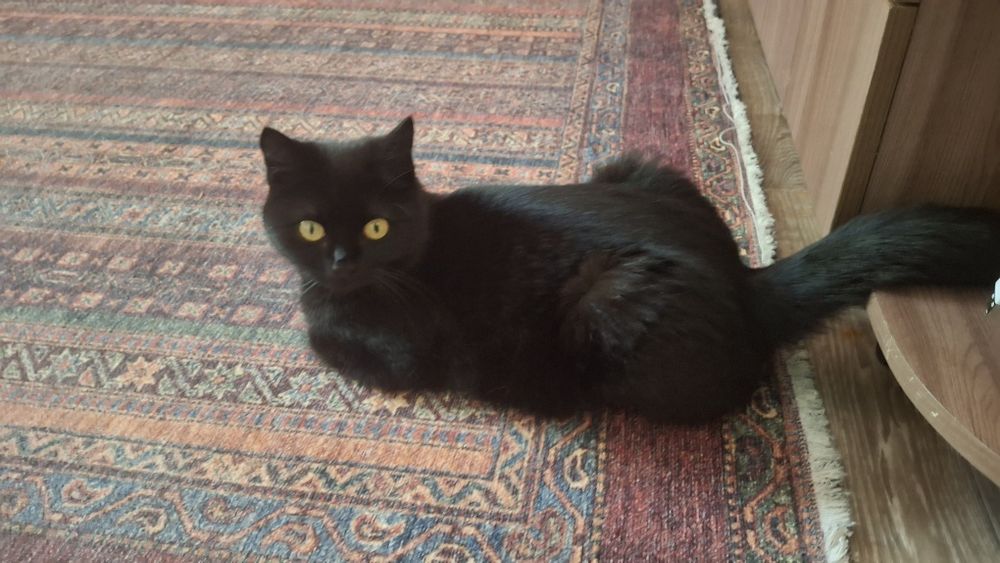 Котята, обе девочки