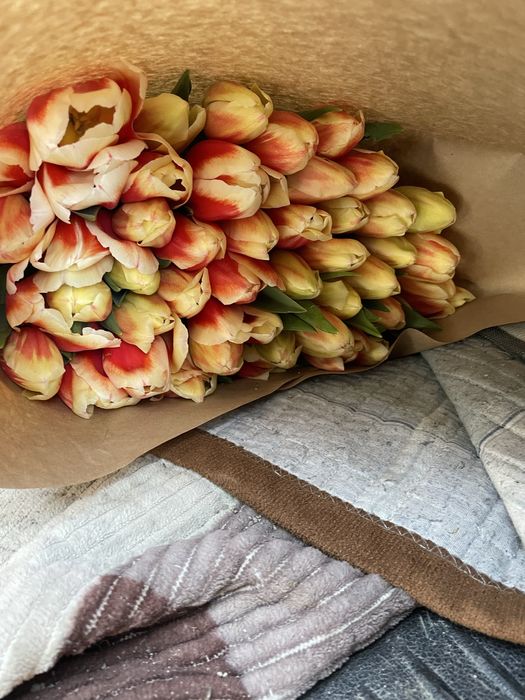 Тюльпан цветы луковицы