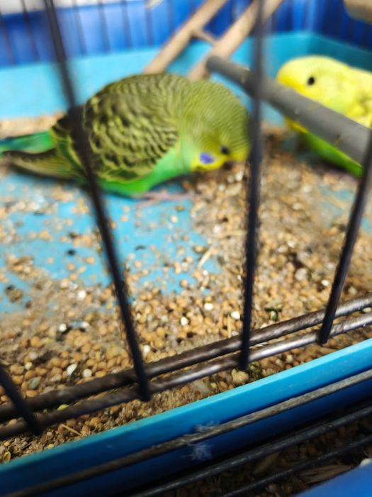 Папагали Валнисти различни цветове кротки.