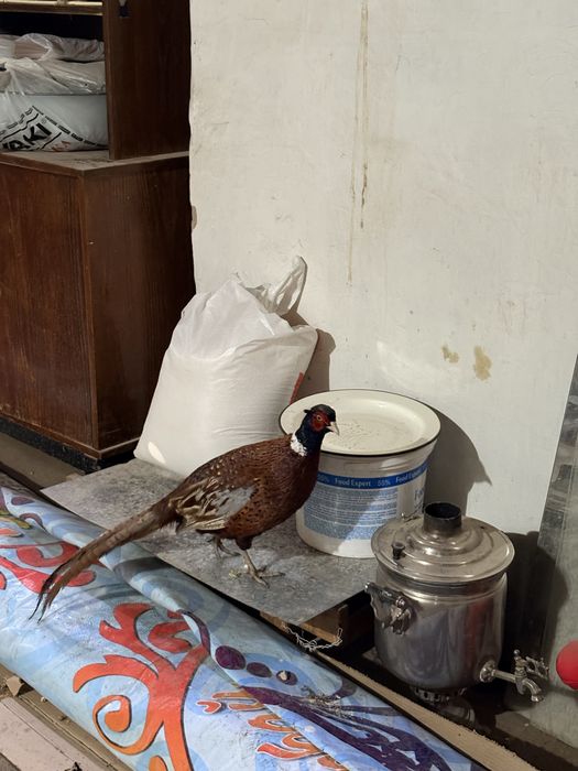 Фазан, Қырғауыл