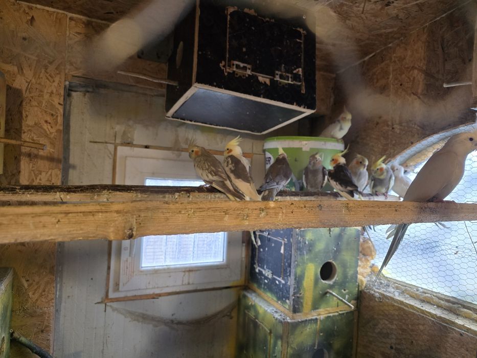 De Vânzare  Papagali