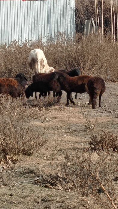 Кузи ва бузоқлар сотилади соглом