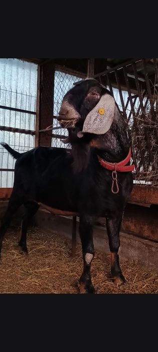 Tapisori anglo nubian rasa pura cu pedegree