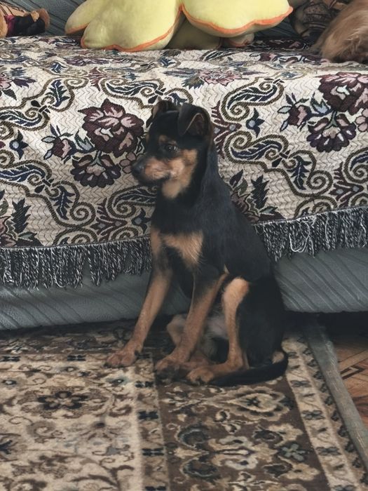 Продам собачку мальчика