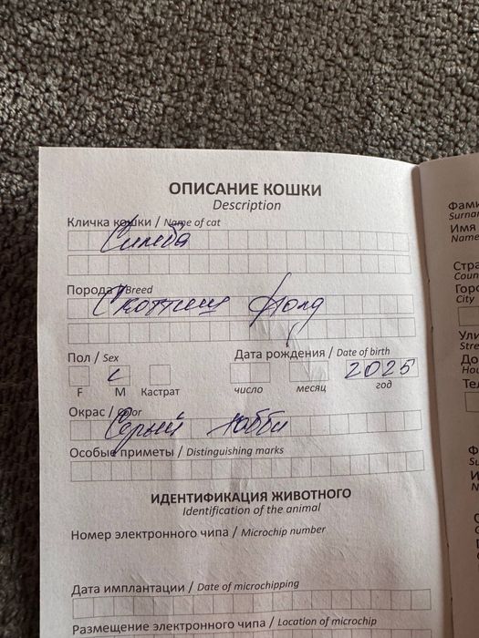 Кошка скоттиш породистая