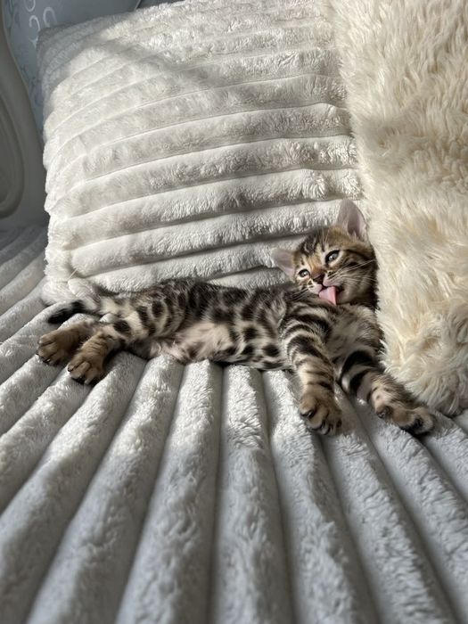 Бенгальские котята