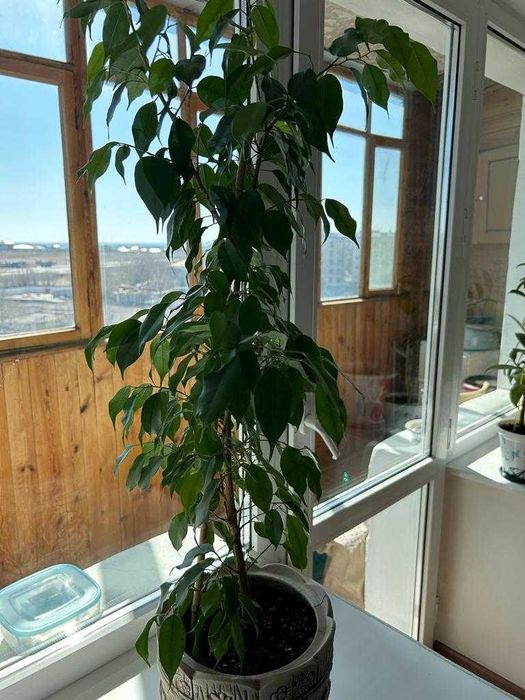 Продаются цветы для дома