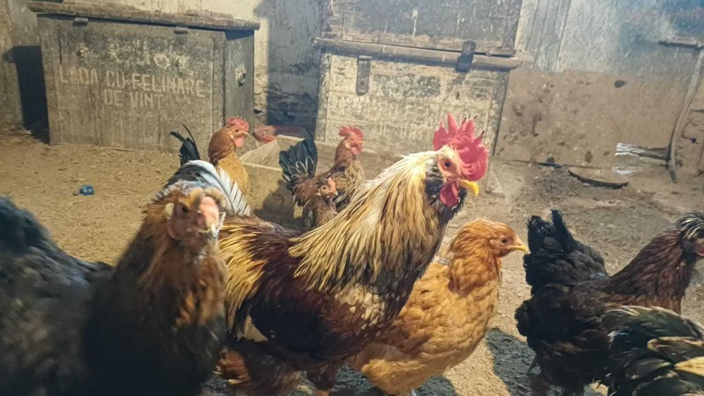 Cocoși de curte de vanzare