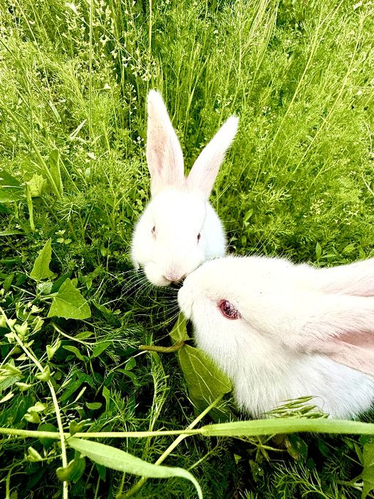 Кролики по 35 тыс сум