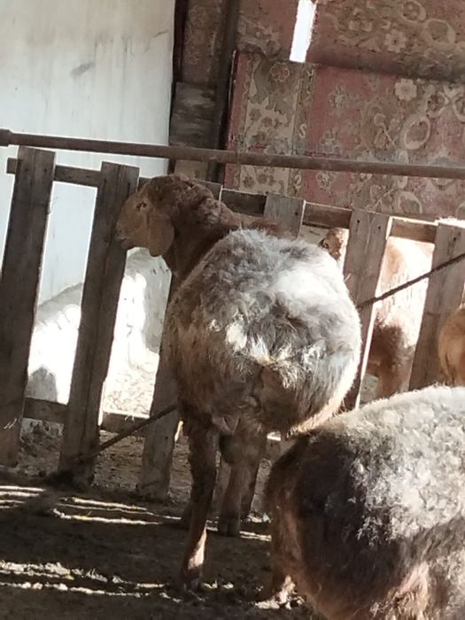 Арашан кошкар сатылады