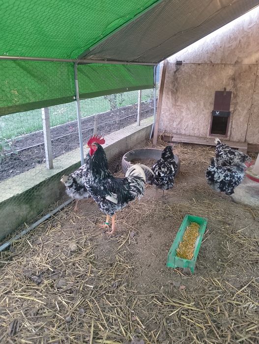 Pita pinta asturiana