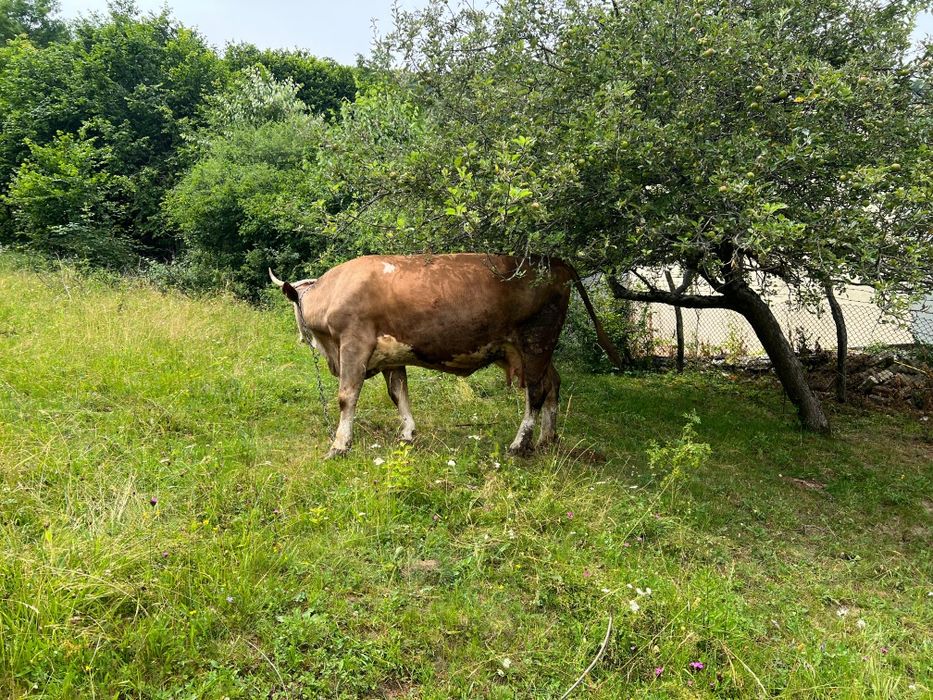 Vând doua vaci gestante