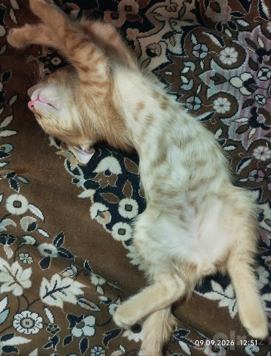 Отдам красивого котёнка