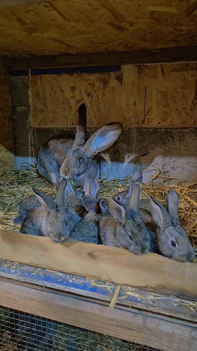 Femela urias german gri