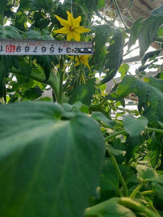 AlaminoF1 va Alamino bachki bachki ochiqdala va issiqxona uchun