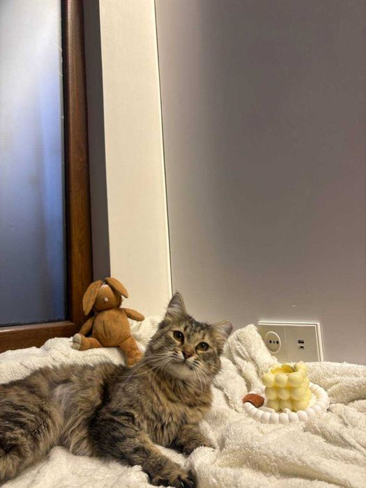 Подарю домашнюю кошечку