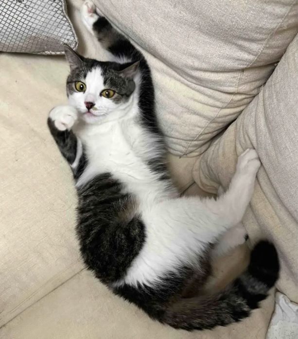 Кошечка Бэлла , 1 годик