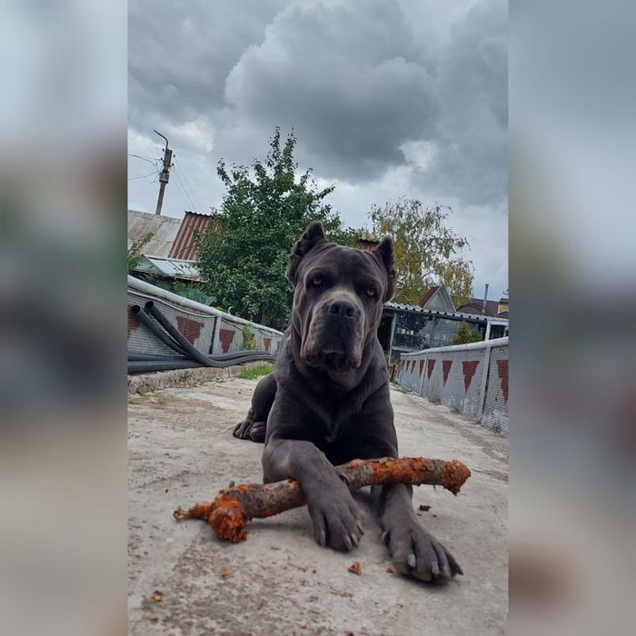 Щенки Кане корсо