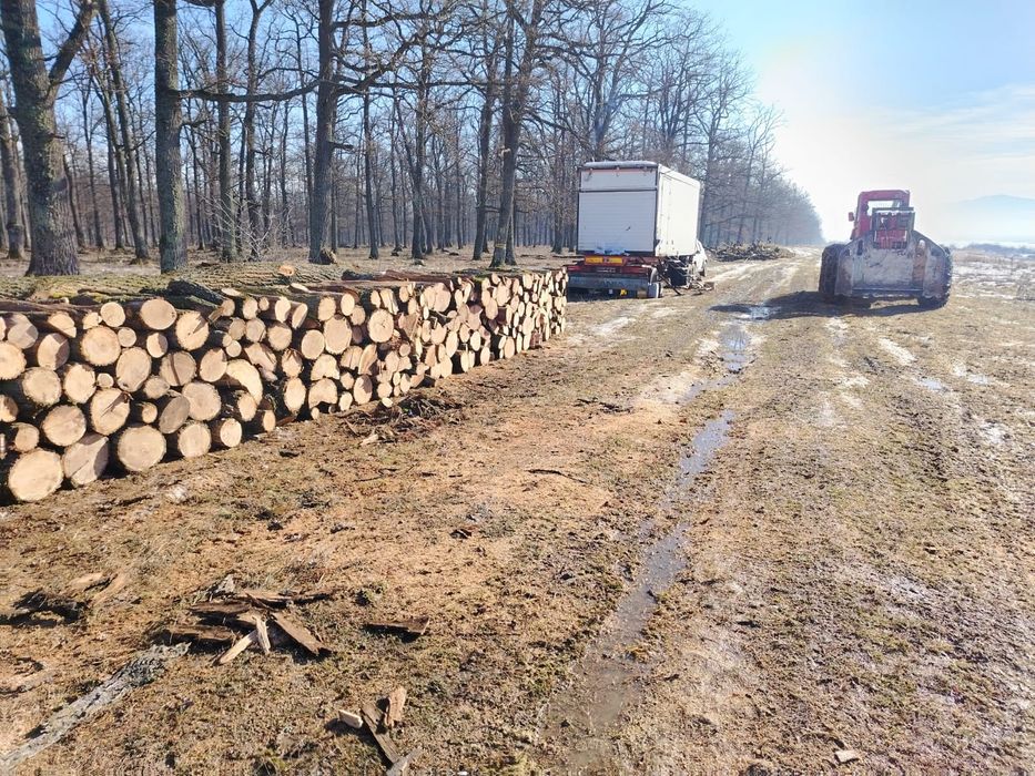 Vand lemn foc de stejar