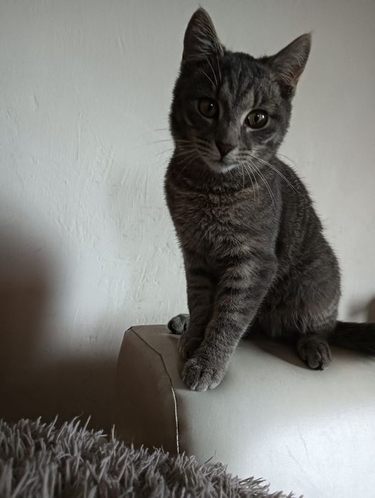 Donez pui de pisică