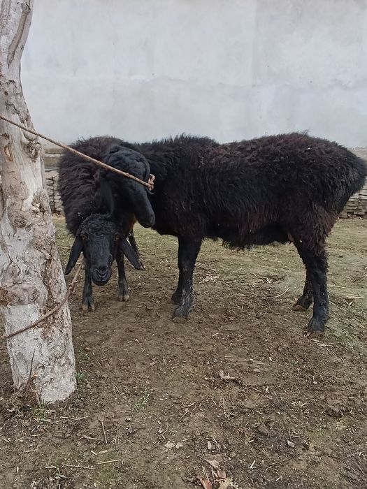 sovluq qoylar sotiladi