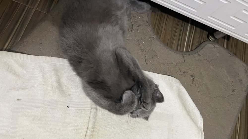 Продам котенка 3 месячного