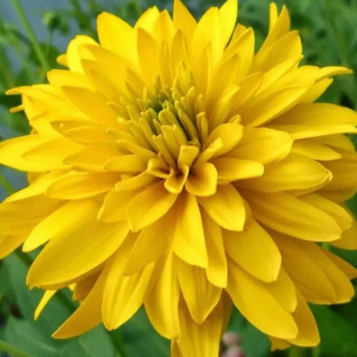 Золотой шар золотарник цветы