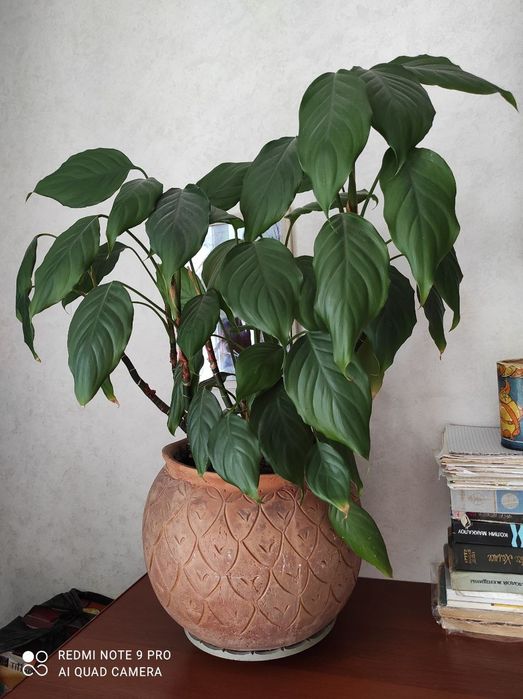 Цветы комнатные разные