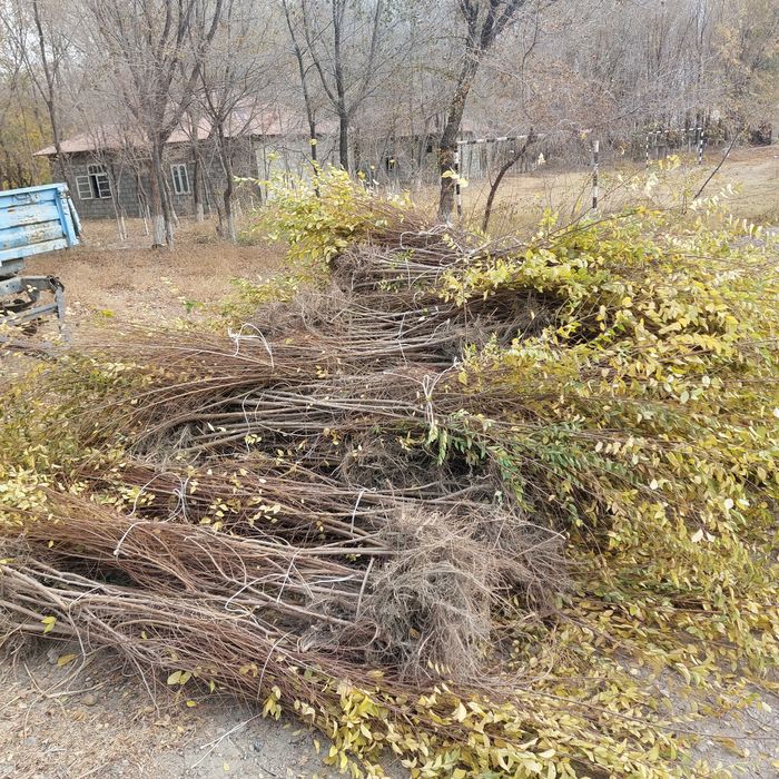 Кайрагоч  (qayragoch) ko'chati sotiladi