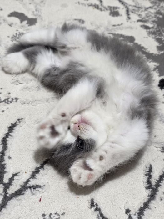 Красавец мальчик скотиш фолд