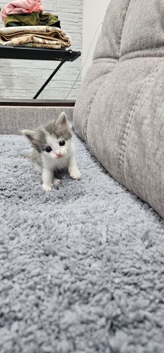 Котята ищут мамочку