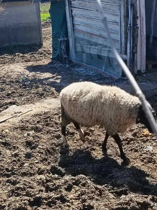 Продавам ОВЕН за разплод, от Селекционет център!