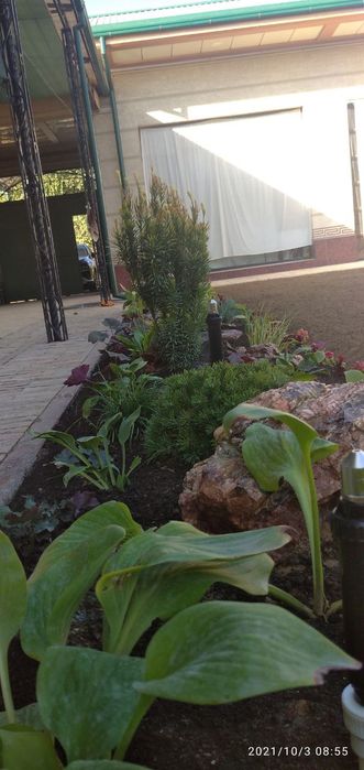 Ruloniy gazon lanshaft dizayin