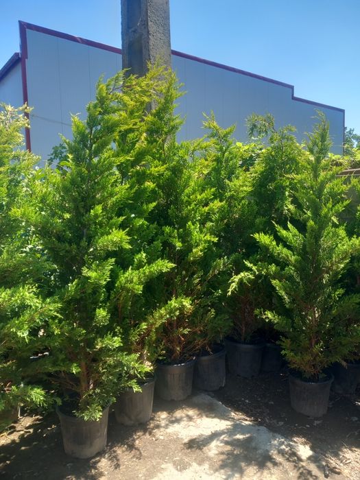 Tuia/thuja smaragd/leyland, catalpa, pin