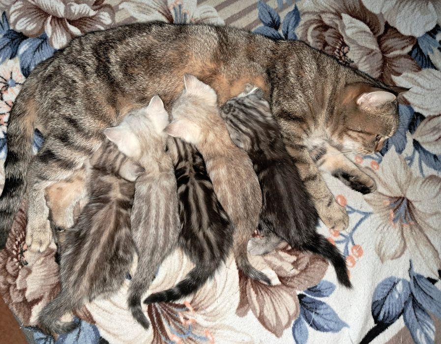 Шотландские котята