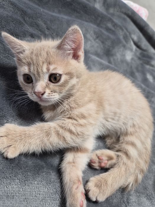 Британско мъжко коте