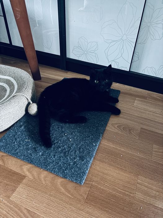 Котенок в хорошие руки