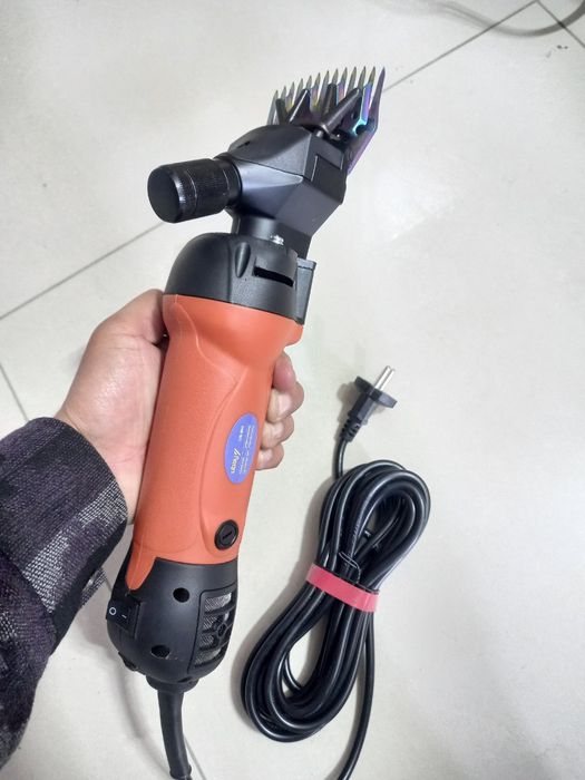 Qoʻy junini oluvchi ap